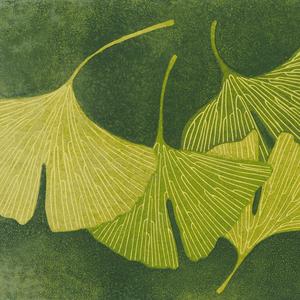 Ginkgo