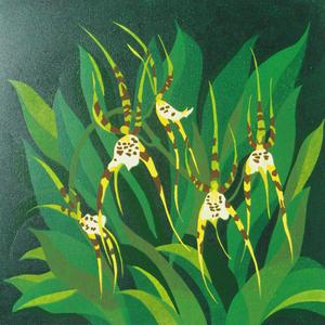 Brassia green